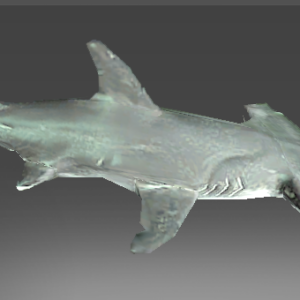 Inscribed Recluse Reef Denizen